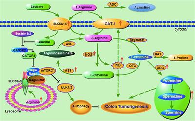 Arginine Metabolism and Its Potential in Treatment of Colorectal Cancer